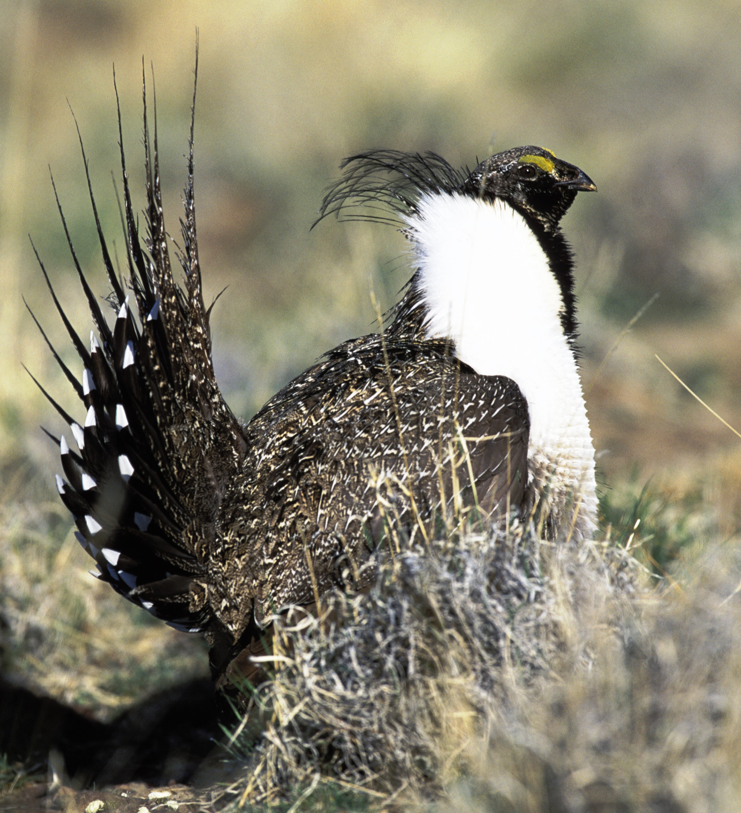 Sage Grouse (Source: U.S. Fish and Wildlife Service).